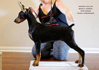 Sirai dobermans sales