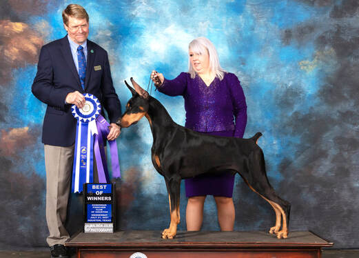 Sirai dobermans discount