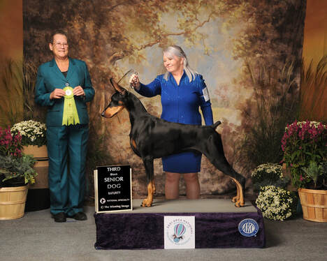 Ultra SIRAI DOBERMANS